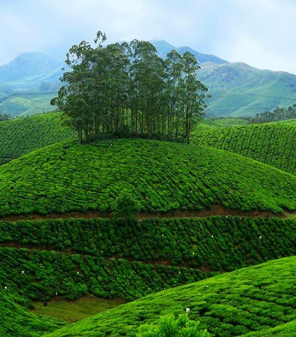 Munnar-Tea-Plantations