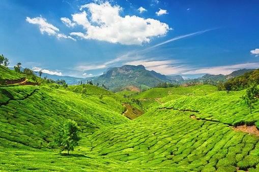 Location: Western Ghat mountains around Munnar